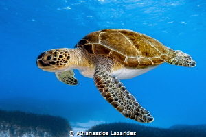 Green Sea Turtle - Chelonia Mydas by Athanassios Lazarides 